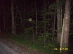 Dust Orbs at Goll Woods